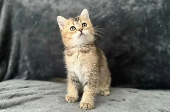 黑金渐层猫贵还是金渐层贵