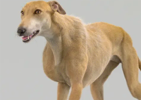灵缇犬的饲养 保持犬舍的清洁干净