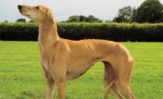 怎样挑选灵缇犬？这些技巧要牢记！