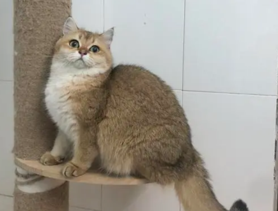 金渐层母猫会发腮吗？说了你别不信