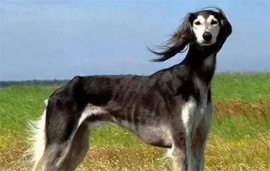 萨路基犬比灵缇快吗