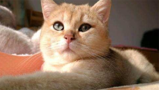 金渐层猫咪的寿命，可以到多久？