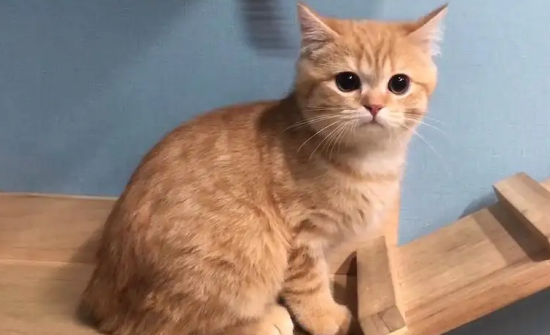 金渐层和橘猫如何区分？有必要了解