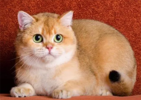 金渐层母猫什么时候发腮？它多大会发腮？