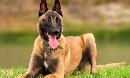 比利时玛利诺犬的喂食要点，具体喂多少还是要看体重
