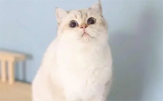 金点猫多少钱一只