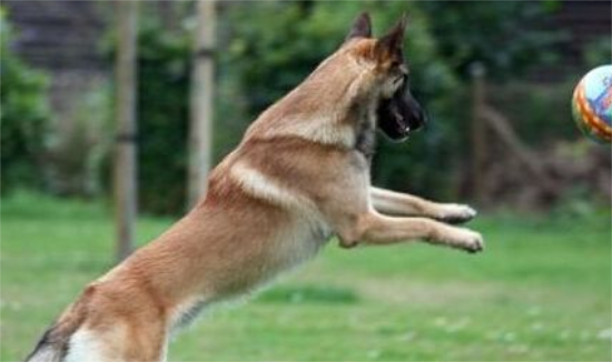比利时玛利诺犬吃什么狗粮好 幼犬的喂食要点
