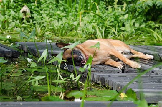 比利时玛利诺犬沾染寄生虫怎么办？这些方法早知道早受益