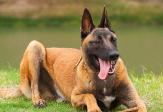 比利时玛利诺犬哪里卖 熟人家里买的小崽健康又省钱