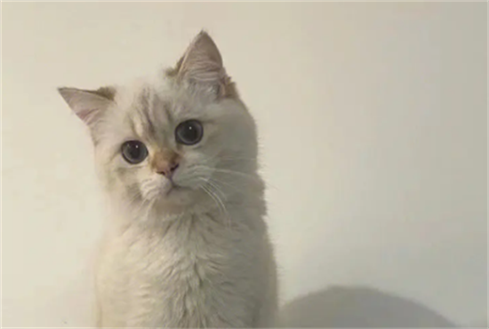金点猫是什么品种？其基因拥有着极强的稳定性