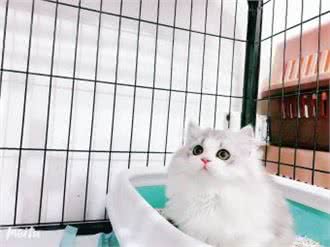 上海安宠宠物托运(旗舰店)