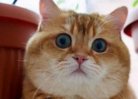 金点和金渐层猫咪哪个贵