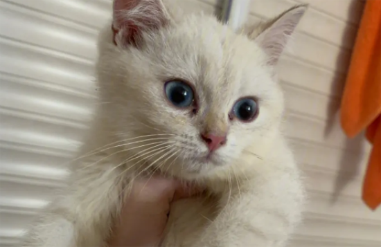 金点分几个色号，金点猫哪个色号最好？