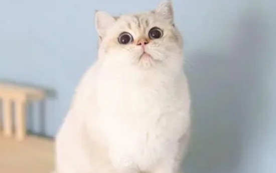 金点猫怎么看品质