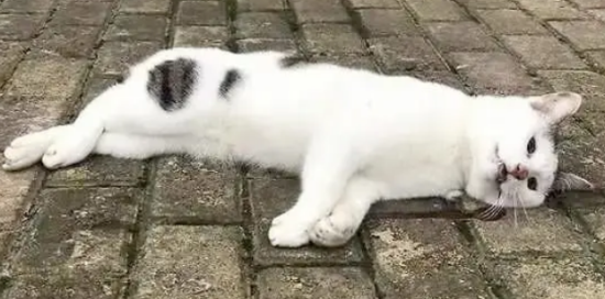 虐猫者故意饿死小猫，但猫在被摸时仍然拿头蹭手…