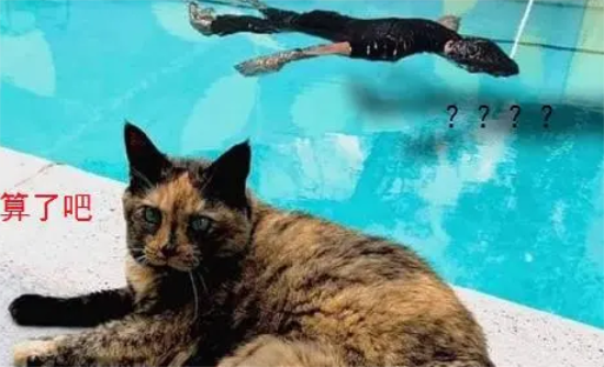 高冷猫看到主人“溺水”，皱着眉头很紧张