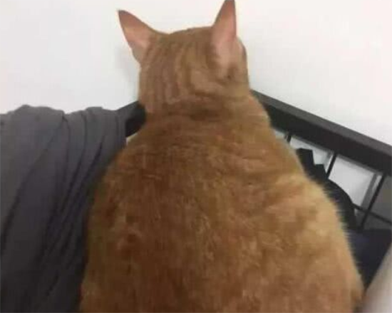 猫咪犯了错，主人罚它面壁思过，橘猫的做法让人笑翻了