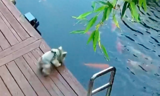 一只还没鱼大的狗狗，竟跳进湖里去捉锦鲤