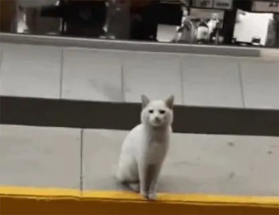 女子路遇流浪猫，不料猫咪十分通人性，带女子到零食区
