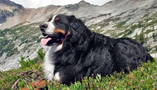 大瑞士山地犬驱虫吃什么药？来看看吧！