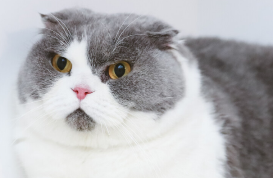 蓝白折耳猫真不能养吗？此文帮你解答