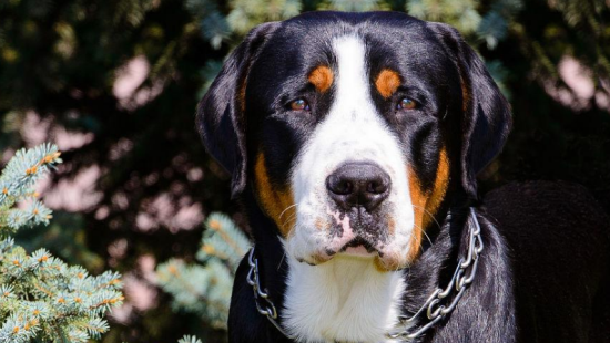大瑞士山地犬的特点？该犬精力充沛