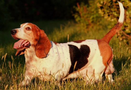 美国猎狐犬幼犬多少钱一只