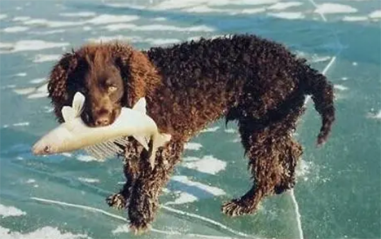 美国水猎犬哪里有卖？一起来看看吧