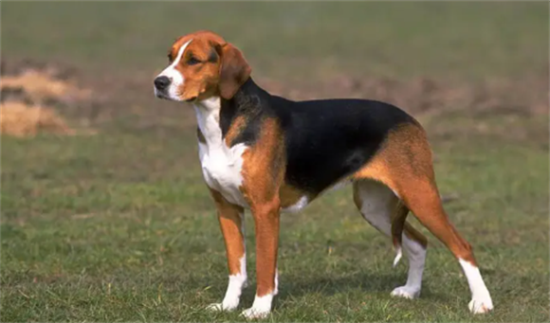 美国猎狐犬和英国猎狐犬的区别