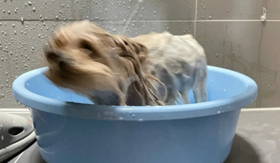美国水猎犬怎么洗澡？这四点要注意
