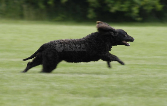 美国水猎犬好养吗？一文告诉你！