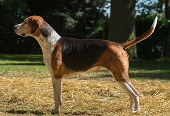 英国猎狐犬智商排名，你知道吗？