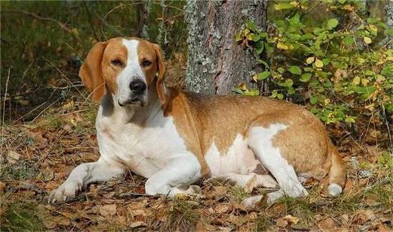 英国猎狐犬会装死吗？答案就在本文中