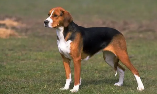 英国猎狐犬钻圈训练方法，你们可以学一学