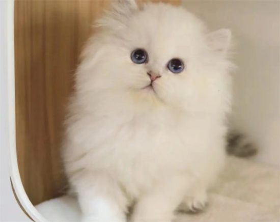 长毛银点猫的优缺点有哪些？你是否了解？