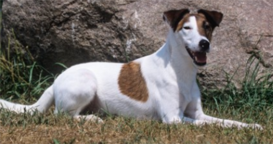 英国猎狐犬性格怎么样？好相处吗？