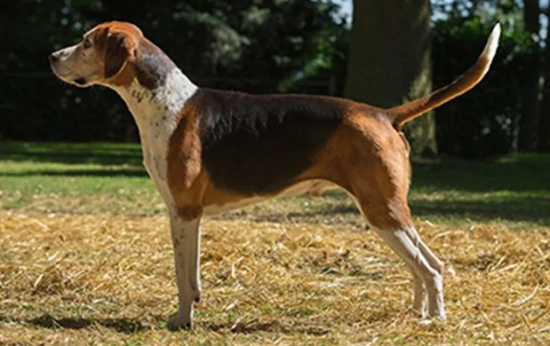英国猎狐犬耳部疾病症状及预防方法，一起get一下~