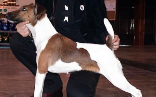 英国猎狐犬会装死吗？答案就在本文中