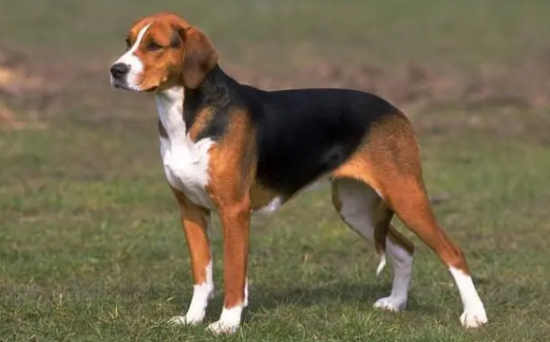 英国猎狐犬产后吃什么？这篇文章了解一下