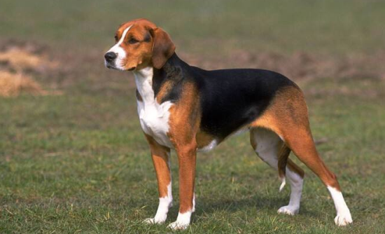 怎么训练英国猎狐犬握手？确定不来了解一下？