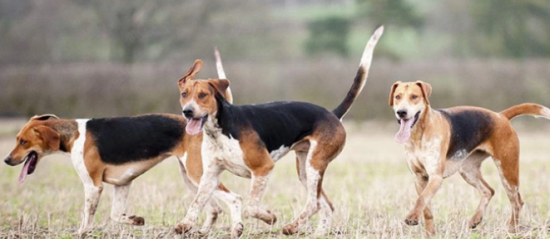 今日科普：英国猎狐犬怀孕吃什么好？