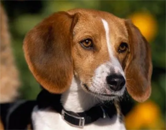 英国猎狐犬呕吐怎么回事？一文告诉你！