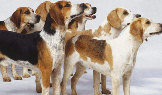 了解一下英国猎狐犬扁桃体炎治疗方法吧！