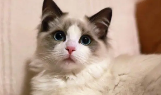 布偶猫最怕什么