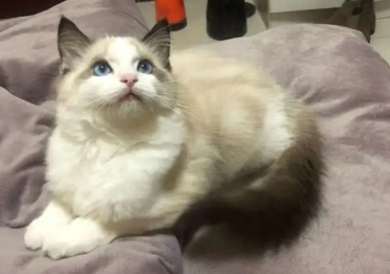 布偶猫一到12个月成长图