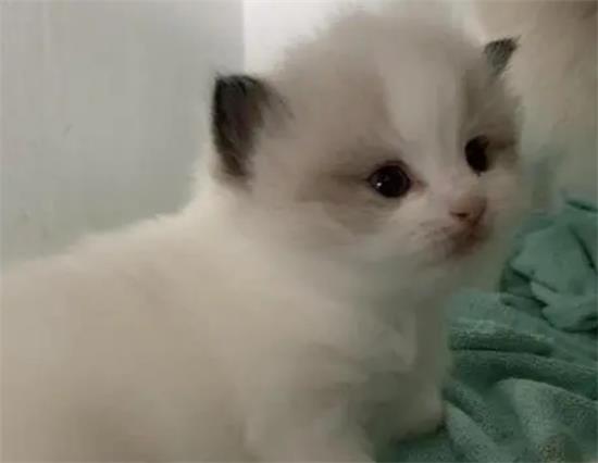 布偶猫幼崽市场价多少