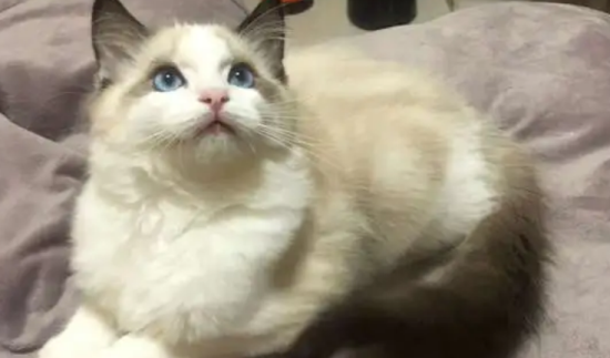 布偶猫外出散步