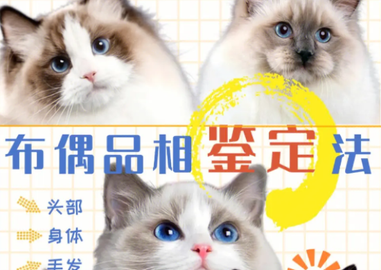 布偶猫品相图解