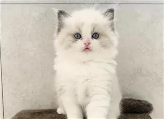 布偶猫幼崽一般多少钱