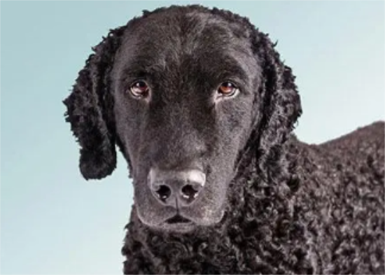 卷毛寻回犬发烧怎么解决？如何做呢？